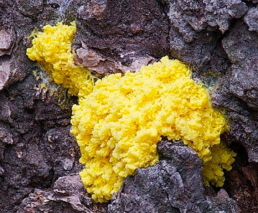 Illustration for article titled Here's Why Both Your Cat and Your Slime Molds Go Crazy for Valerian Root